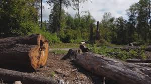 Best Lot and Land Clearing  in South Bound Brook, NJ