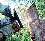 Best Tree Risk Assessment  in South Bound Brook, NJ