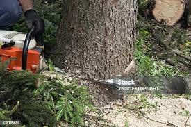 Best Tree Preservation Services  in South Bound Brook, NJ