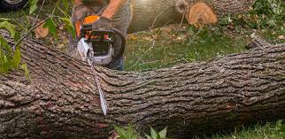 Best Lawn Irrigation Installation and Maintenance  in South Bound Brook, NJ