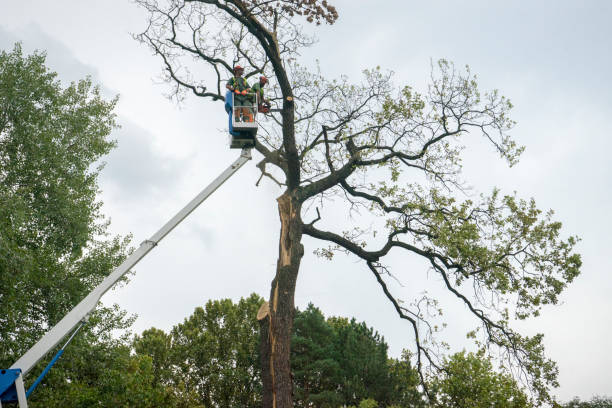 Best Tree and Shrub Care  in South Bound Brook, NJ