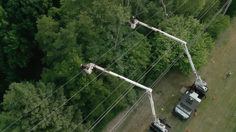  South Bound Brook, NJ Tree Removal Pros