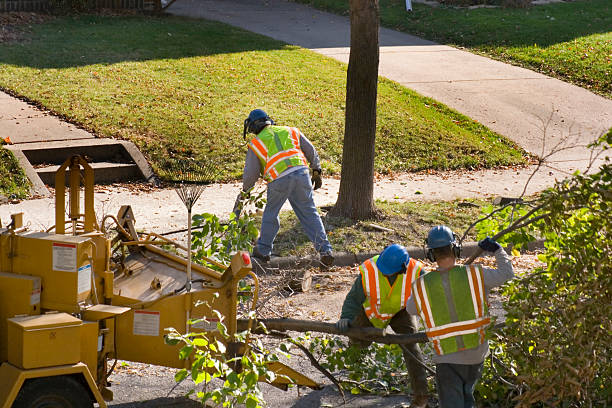 Best Emergency Tree Removal  in South Bound Brook, NJ