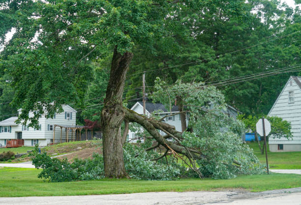 Best Tree Health Inspection  in South Bound Brook, NJ