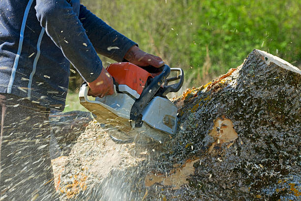 Mulching Services in South Bound Brook, NJ