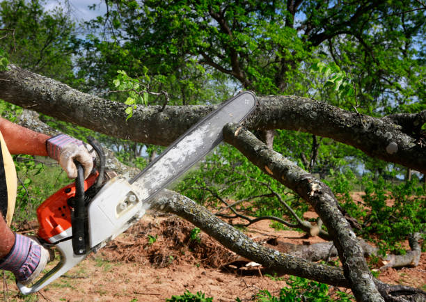Best Tree Maintenance Programs  in South Bound Brook, NJ