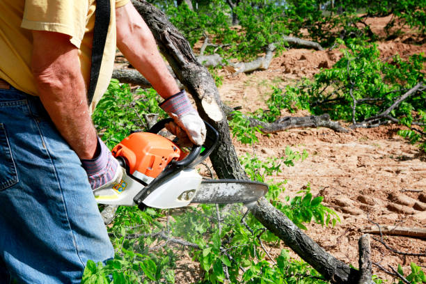 Best Lawn Pest Prevention  in South Bound Brook, NJ